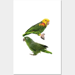 Parrots Posters and Art